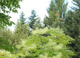 aralia-elata (1)